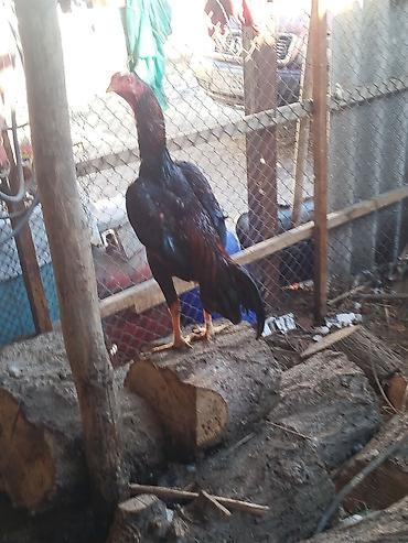 Куры, петухи: Продаю | Петух | Бойцовая | Для разведения — 1