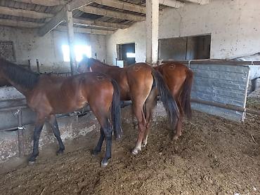 Продаю | Кобыла (самка) | Конный спорт | Мерин at lalafo.kg Продаю | Кобыла (самка) | Конный спорт | Мерин