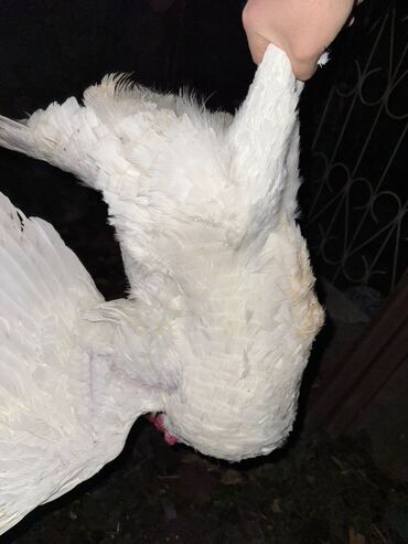 купить кур несушек оптом: Срочно продам индюка