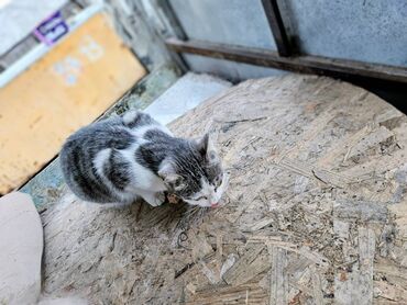 Mačke: Sivobela lepotica traži dom pre zime - Bresplatno U okolini Loznice — 10