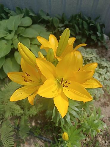 Долгосрочная аренда комнат: 80 м², С мебелью — 11