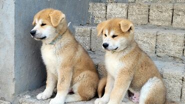 İtlər: Akita-inu, 3 ay, Erkek