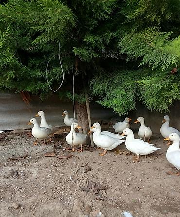 kənd təsərrüfatı heyvanları: Salam,kalduk ördəkləri satılır.Ağ rəngli kiçik mini — 5
