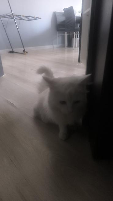 Продажа кошек: Белоснежная пушистая кошка с длинной шелковистой шерстью и густым — 13