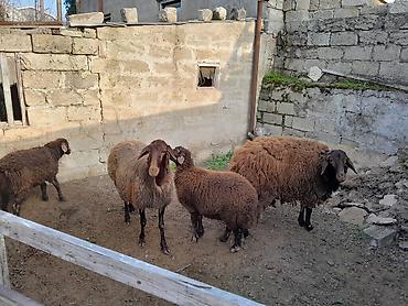 qara mal: Qoyunlar satılır – qaragül tipli yerli cinslər - Say: sürüdə bir neçə — 5