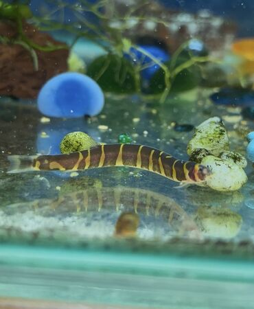 Аквариумы: Рыбки | Аквариумы | Оборудование | Аксессуары | Растения Богатый опыт — 28