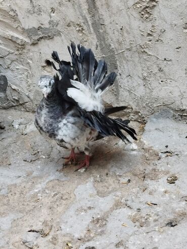 Göyərçinlər: Salam aleykum.Pavlin göyərçinləri satılır.Pavlinlərin sağlamlığına — 19