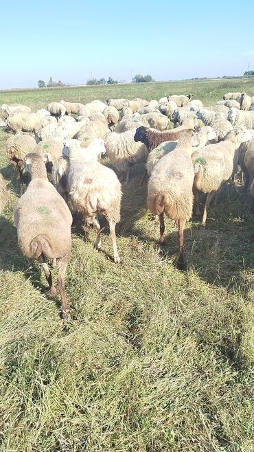 Qoyunlar, qoçlar: Qoyun sürüsü – ət və süd istiqamətli yerli cinslər - Şəkillərdə geniş -da lalafo.az — 12 Qoyunlar, qoçlar: Qoyun sürüsü – ət və süd istiqamətli yerli cinslər - Şəkillərdə geniş — 12