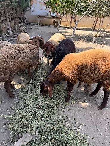Mal-qara: Qala cinsidir. Bu ilki heyvanlardir. 1 erkek 4 dishi. Hamisi biryerde — 6