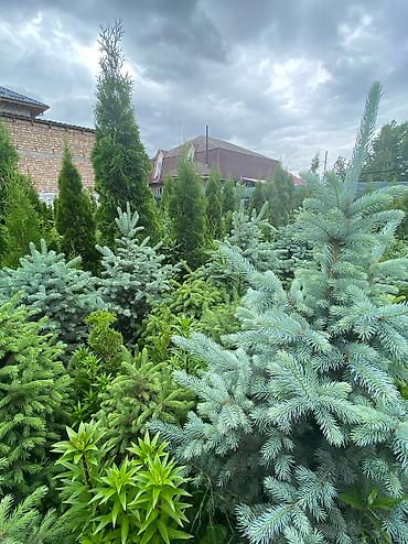 Туя: Продаются декоративные хвойные растения 🌿🌲 -туи от 80 до 300см -ели от — 4