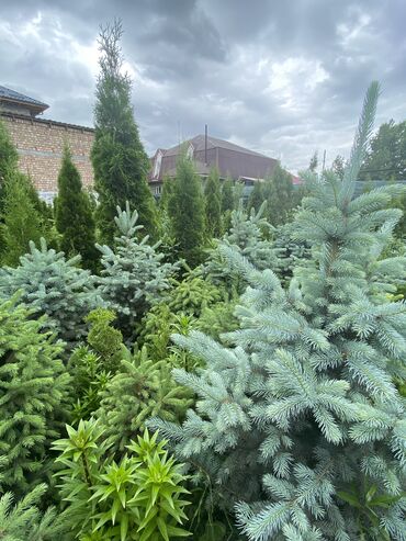 Декоративные деревья: Саженцы деревьев: Сосны, Самовывоз, Платная доставка at lalafo.kg — 9 Декоративные деревья: Саженцы деревьев: Сосны, Самовывоз, Платная доставка — 9