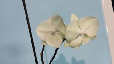 Орхидея из личного коллекции цена 1000 сом