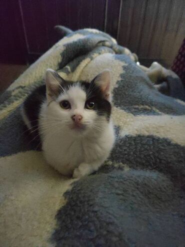 Mačke: Poklanjaju se dve predivne mace spašene sa ulice — braća različitog — 11