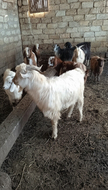 Keçi, çəpiş: Təcili satılır ehtiyac var Real alıcılar vatsap nömrəsinə yazsın 050 — 1