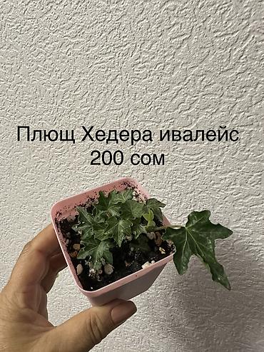 приму в дар комнатные цветы: Укорененные черенки/отростки. Адрес 8 мкр — 8