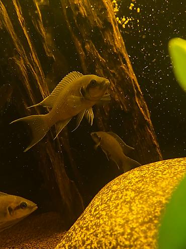 Аквариумы: Магазин аквариумистики В ассортименте большой выбор аквариумных — 8