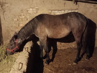 в связи с переездом отдам попугая жако в добрые руки: Сатам | Бээ (ургаачы)