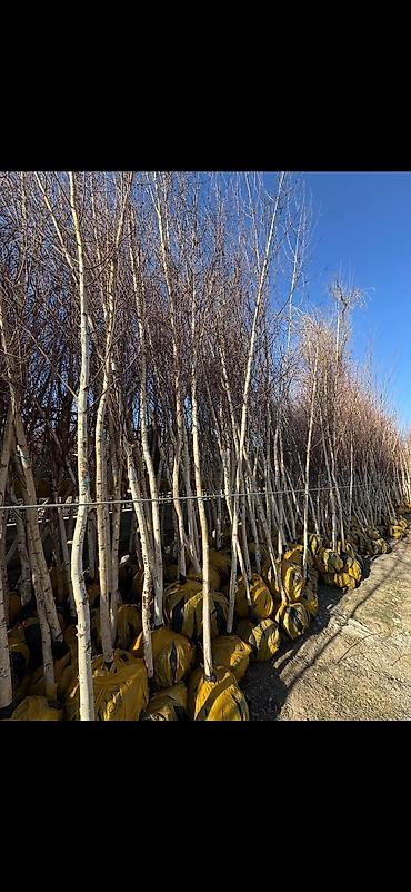 Декоративные деревья: Саженцы деревьев: Берёзы — 7