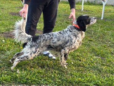 Psi: Na prodaju stenci engleskog setera. Stenci su iz vrhunskog legla na lalafo.rs — 1 Psi: Na prodaju stenci engleskog setera. Stenci su iz vrhunskog legla — 1