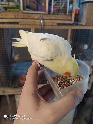 Tutuquşları: Salam. TAM SAĞLAM VİTAMİNLƏR PROFESSİONAL BİT DƏRMANİ VURULUB VƏ — 20