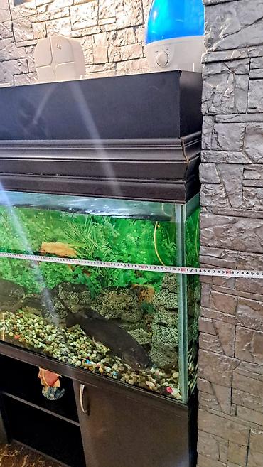 Akvariumlar: Hazır Akvarium Sistemi – Hər şeyi daxil! ​ ​Ölçülər: 120 x 40 x 60 sm — 3