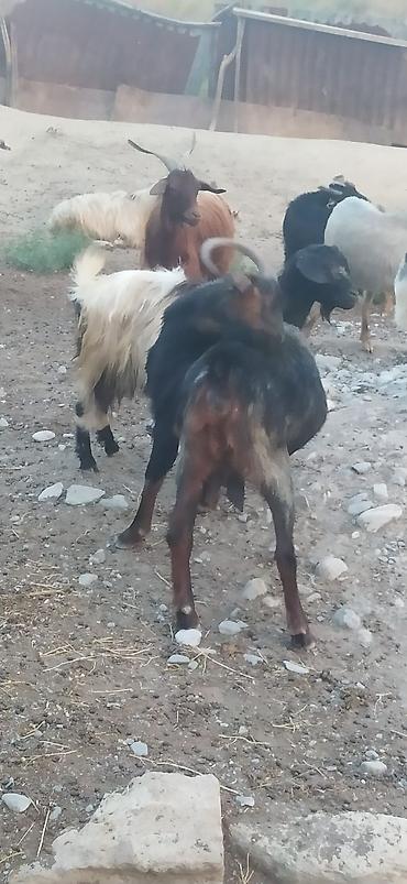 ordək balası və cucə: 42 baş Keçi toptdan satılır - Növ: Keçi (müxtəlif rəng və buynuz — 9
