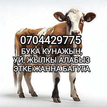 меняю на собаку: Колбасный цех : Коровы, быки, Лошади, кони, | Круглосуточно, Любое состояние, Забитый — 1