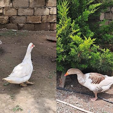 Qazlar: Qazlar – təsərrüfat üçün - Şəkillərdə iki qaz: biri ağ tükli, digəri — 1