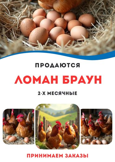 домик для щенка: Продаю | Цыплята | Несушки