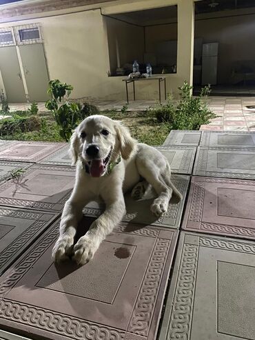 golden retriever qiymeti: Retriever, 4 ay, Erkek, Peyvəndli, Pulsuz çatdırılma