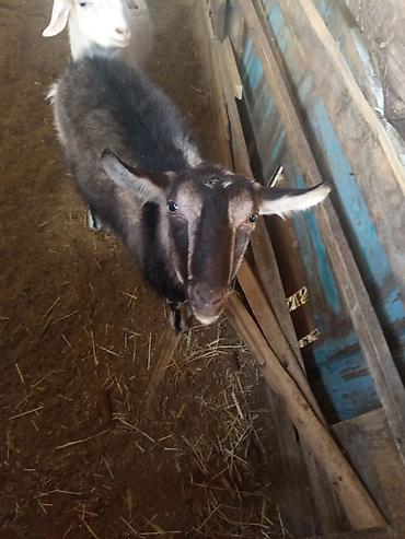 Козы, козлы: Продаю | Коза (самка) | Для разведения — 8