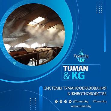 510: 🌟 Системы туманообразования в животноводстве 🌟 🔥 Летние жаркие дни — 2