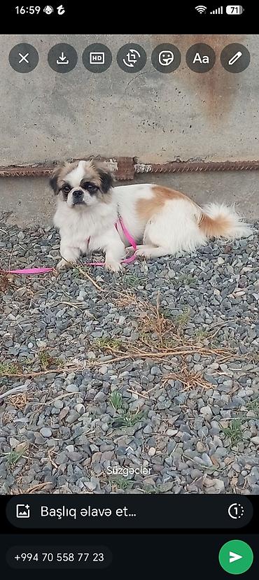quzu satilir: Pekines, 1 il, Dişi, Peyvəndli, Rayonlara çatdırılma — 1
