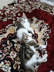 Pişiklər: Türk anqora, Dişi, Yaxşı əllərə, Ünvandan götürmə -da lalafo.az — 26 Pişiklər: Türk anqora, Dişi, Yaxşı əllərə, Ünvandan götürmə — 26