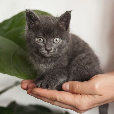 отдам кота в добрые руки: 2 месяца, Девочка, Приучена к лотку