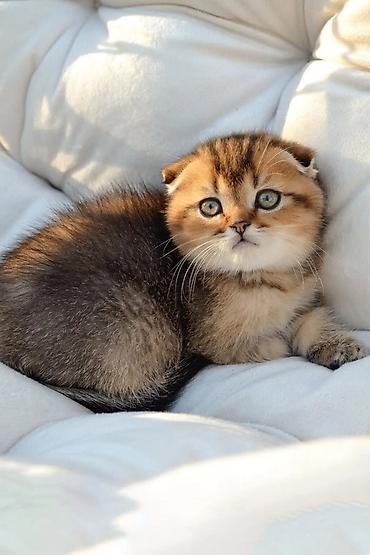 Pişiklər: Şotland, Erkək, Dişi, Yaxşı əllərə, Ünvandan götürmə, Pulsuz çatdırılma, Ödənişli çatdırılma — 4