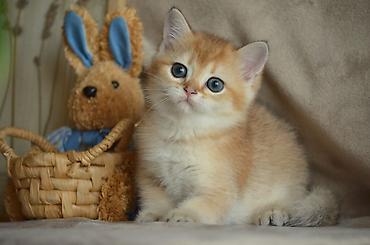 Pişiklər: Qızıl şinşilla, Erkək, Dişi, Ünvandan götürmə — 9