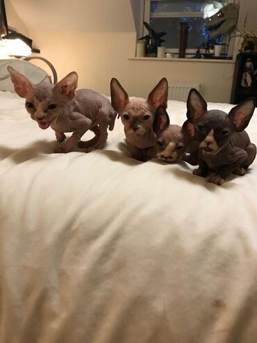 Άλλα: Πωλούνται Home Raised Sphynx Kittens ❤️❤️ Κτηνιατρική εξέταση, ✅