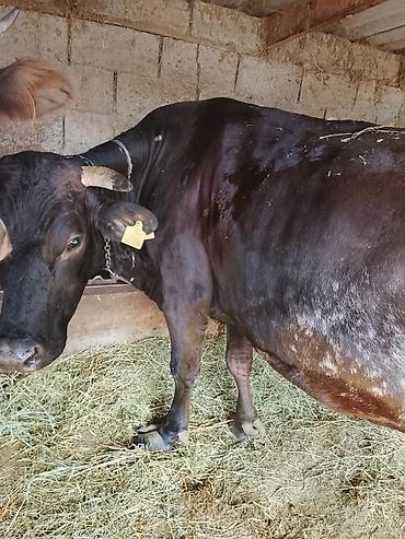Продам с/х животных: Продаю | Корова (самка) | Для молока | Привязанные — 3