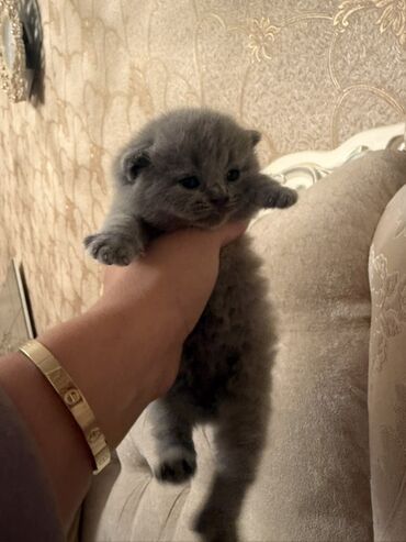 Pişiklər: Britan yastı qulaq, Dişi, Erkək, Yaxşı əllərə, Ödənişli çatdırılma, Ünvandan götürmə — 7