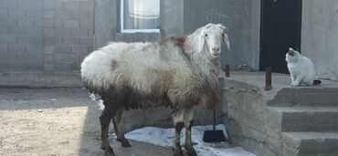 овцы каракол: Продаю | Баран (самец) | Арашан | Для разведения | Племенные