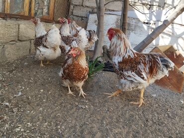 cuce adlari: Toyuq cücələri, Ətlik, Ünvandan götürmə