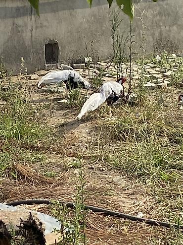 ev heyvanlarının satışı: Gumusu qirqovul erkeydi 2 ed satilir diwisiynen barter olunur 1 il 6 — 3