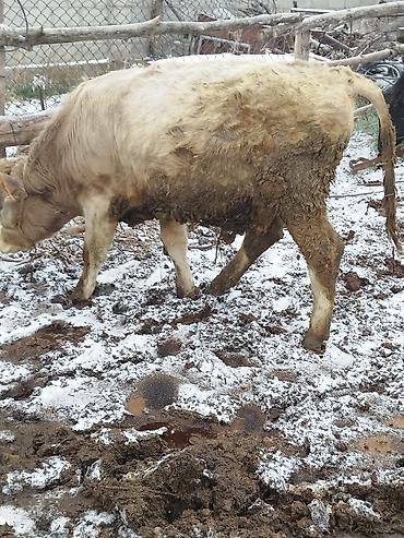 Коровы, быки: Продаю | Бык (самец), Тёлка | Для разведения — 9