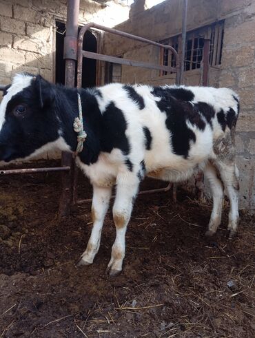 Dana, buzov: Damazlıq ve etlik danalar satılır unvan bine — 8