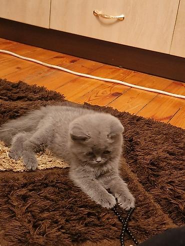 Pişiklər: Yaxşı əllərə — 5