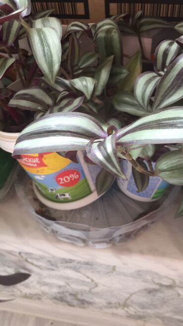 Otaq bitkiləri: Otaq bitkiləri — 8