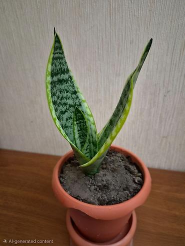 саландра цветок: Sansevieriya "Laurentii" (Qayınana dili) dibçəkdə ​Sansevieria otaq — 4