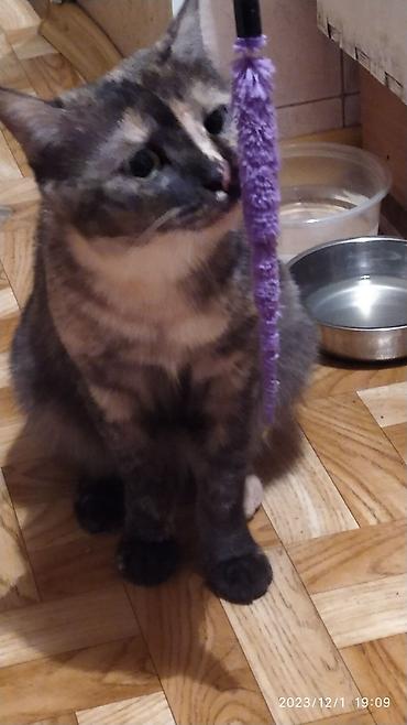 Продажа кошек: Красивые девочки . цветная и белая молодые кошки им скоро год.очень — 10