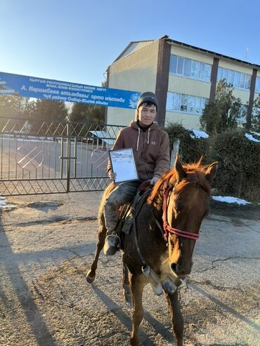 Лошади, кони: Продаю | Конь (самец) | Конный спорт — 6